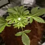 Peach Tree Grow -1