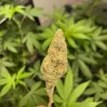 White Runtz Clone