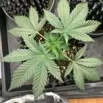 white russian lumatek 300w
