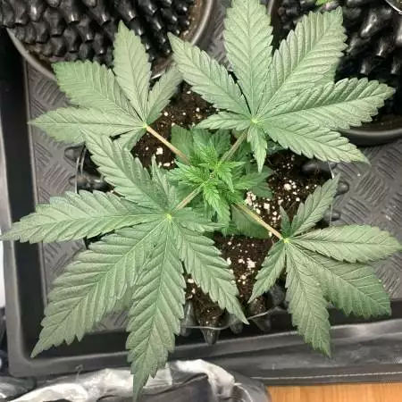 white russian lumatek 300w