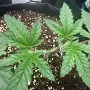 Blu Zang ~ Grounded Genetics