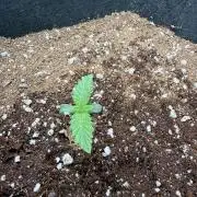 Blu Zang ~ Grounded Genetics