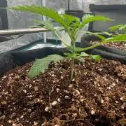 Blu Zang ~ Grounded Genetics