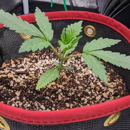 First Grow! Sour Stomper in Coco