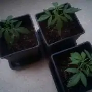 WSS Skunk First Grow Outdoors