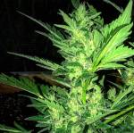 White Widow 1st Go