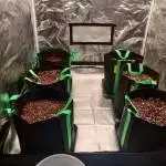 Snow Queen Auto - Alien EasyFeed System