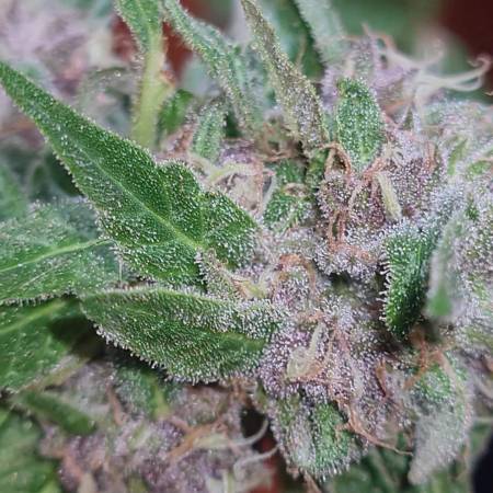 Royal gorilla outdoor