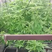 London Poud Cake Hidro #1