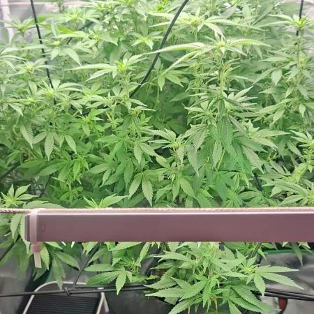 London Poud Cake Hidro #1