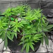 London Poud Cake Hidro #1