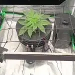 London Poud Cake Hidro #1