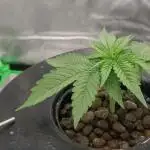 London Poud Cake Hidro #1