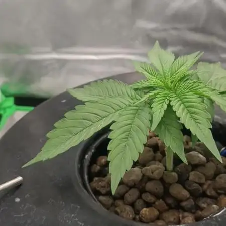 London Poud Cake Hidro #1