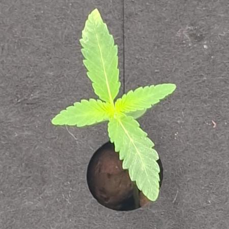 DWC 80x80