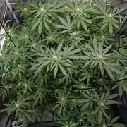 London Poud Cake Hidro #1