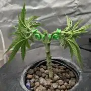 London Poud Cake Hidro #1