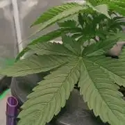 London Poud Cake Hidro #1