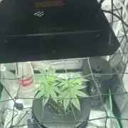 London Poud Cake Hidro #1