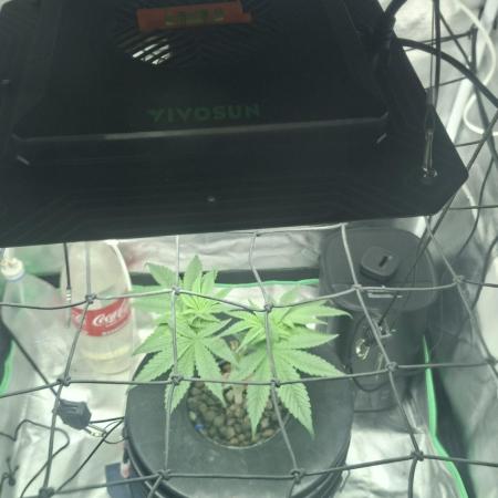 London Poud Cake Hidro #1