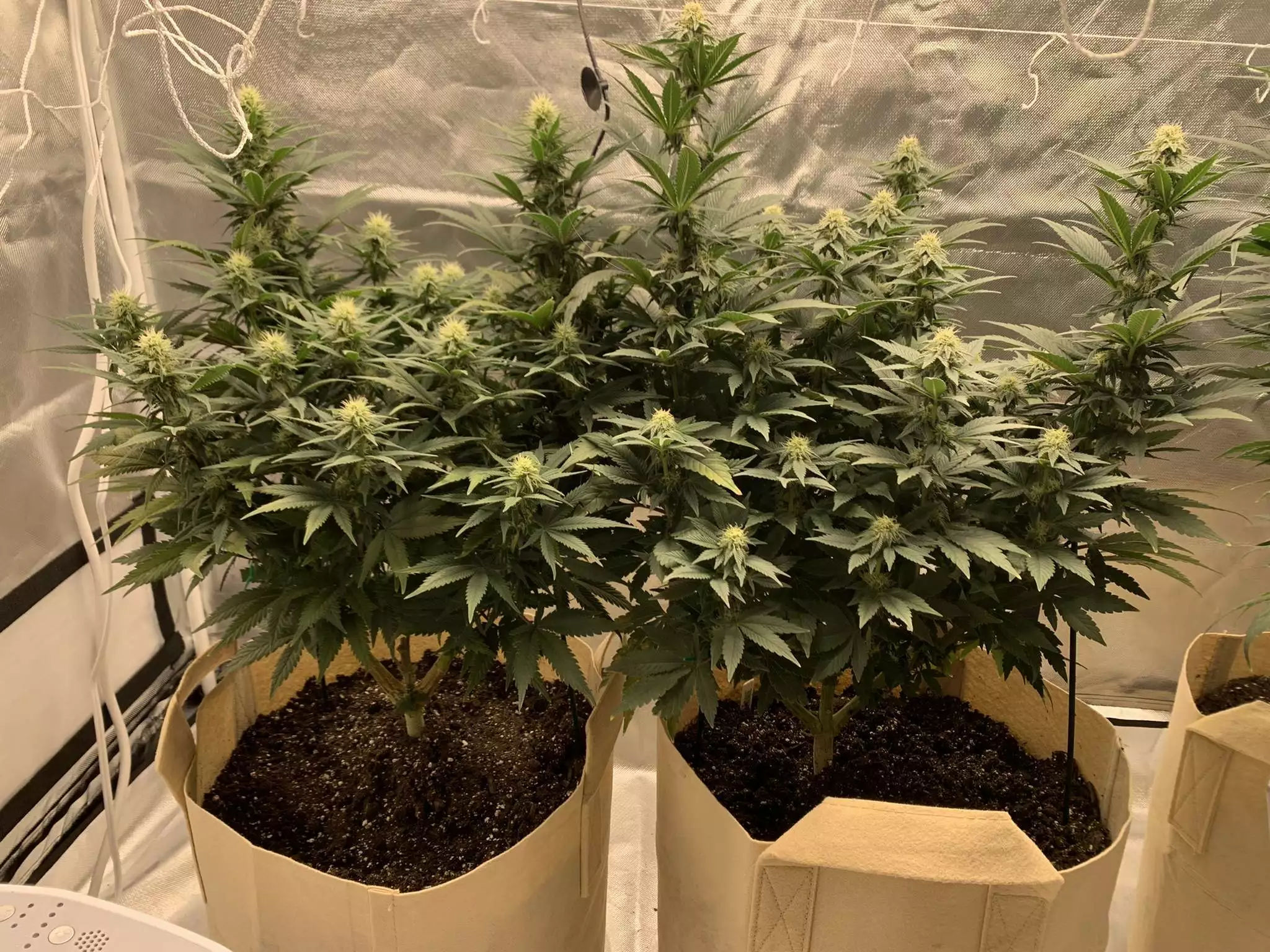 Auto Power Plant / Dutch Passion: grow diaries - GrowDiar...