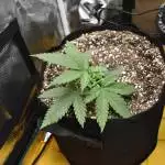 My first year growing. 