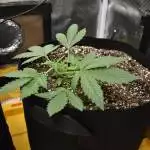 Auto flower mix 