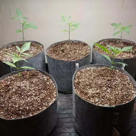 Fast Buds - Big Bud Auto 