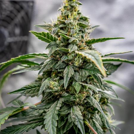 DivineRapier (A) / Divine Seeds