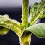 DivineRapier (A) / Divine Seeds
