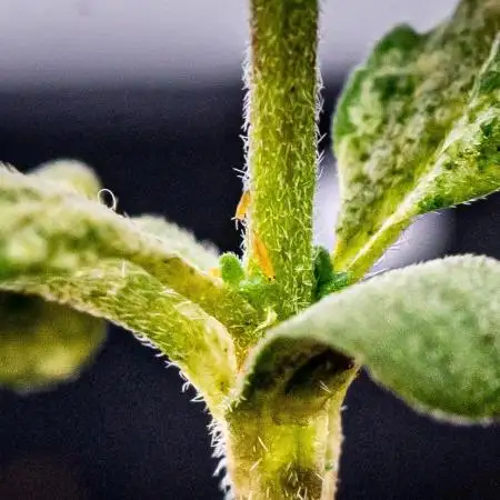 DivineRapier (A) / Divine Seeds