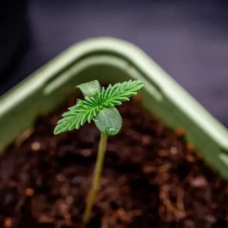 Moon Rock (Auto) // DIVINE SEEDS