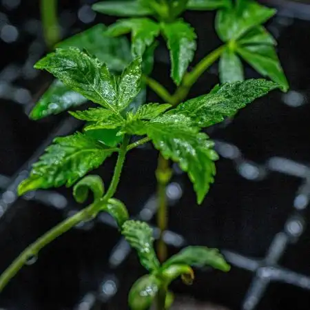 Green Gelato (Auto) // RQS