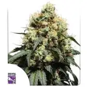 Bruce Lemon Diesel // SSSC