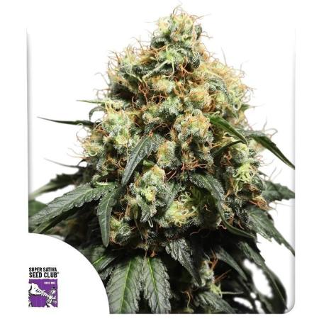 Bruce Lemon Diesel // SSSC