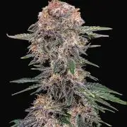 Cherry Cola // 420 FB