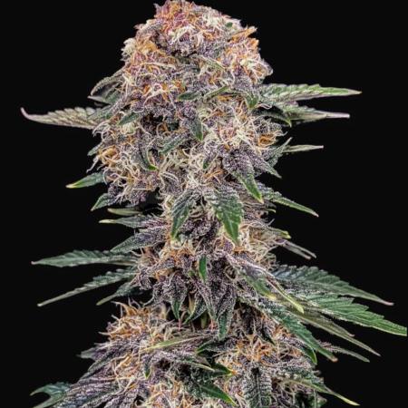 Cherry Cola // 420 FB