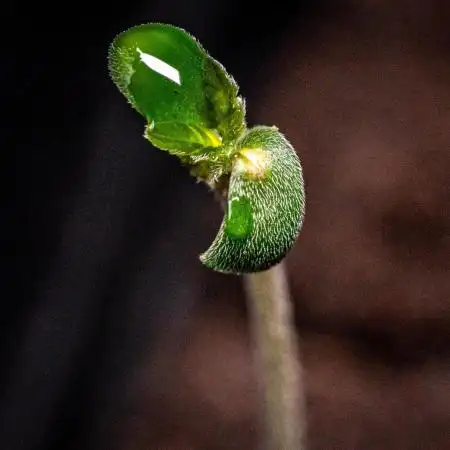 DivineRapier (A) / Divine Seeds
