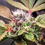 Ice Cream Haze // Dutch Passion