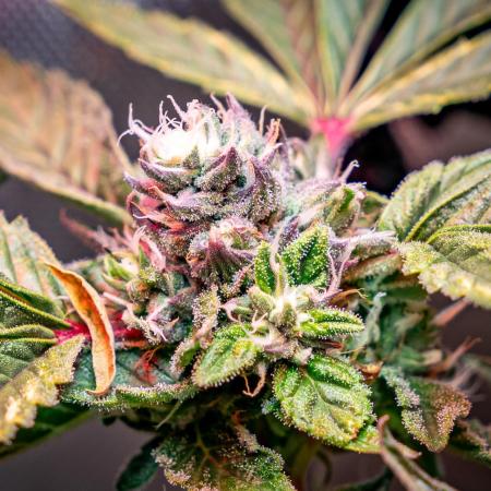 Ice Cream Haze // Dutch Passion