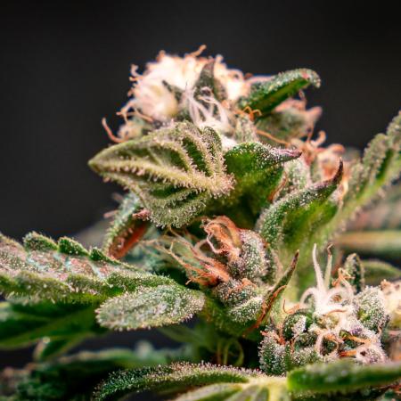 Orange Bud 2.0 // Dutch Passion