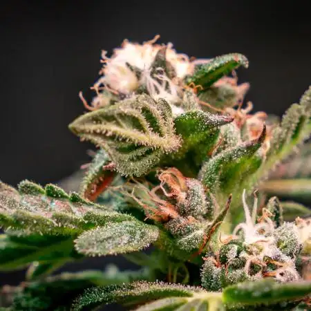 Orange Bud 2.0 // Dutch Passion
