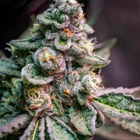 Orange Bud 2.0 // Dutch Passion