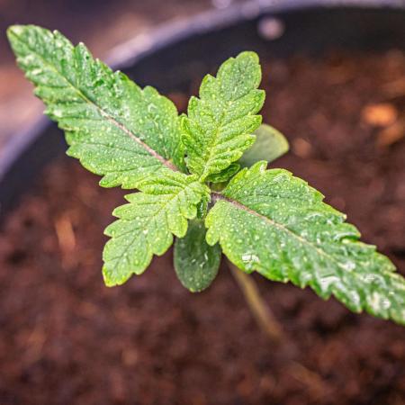 Fast Version A // 🏆 Dutch Passion & Super Sativa Seed Club