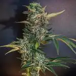 Fast Version A // 🏆 Dutch Passion & Super Sativa Seed Club