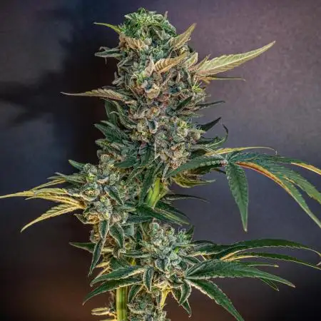 Fast Version A // 🏆 Dutch Passion & Super Sativa Seed Club