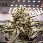 Fast Version A // 🏆 Dutch Passion & Super Sativa Seed Club