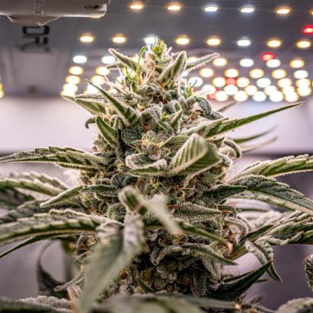 Fast Version A // 🏆 Dutch Passion & Super Sativa Seed Club