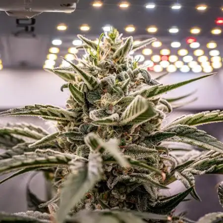 Fast Version A // 🏆 Dutch Passion & Super Sativa Seed Club