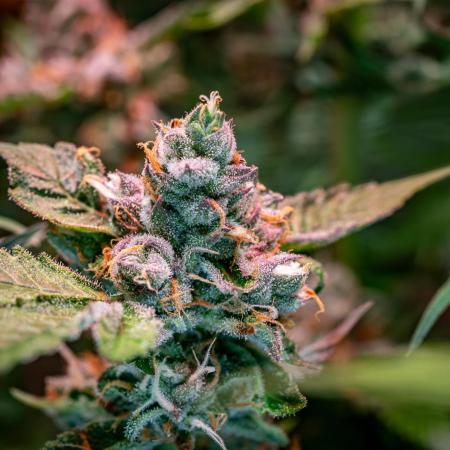 Ice Cream Haze // Dutch Passion